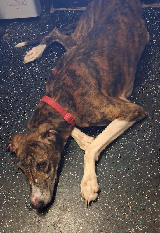 Greyhound Crossbreeds