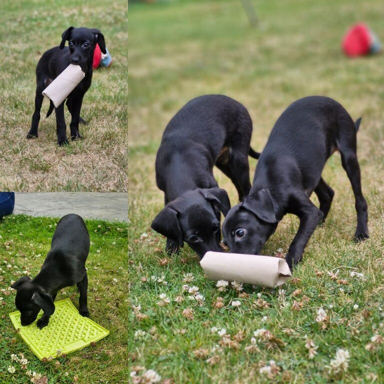 Greyhound puppies for sale in Cheadle, Greater Manchester – 3 months old