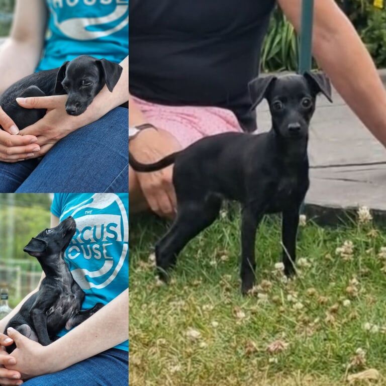 Greyhound puppies for sale in Cheadle, Greater Manchester – 3 months old - Image 2 of 3