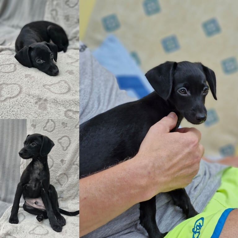 Greyhound puppies for sale in Cheadle, Greater Manchester – 3 months old - Image 3 of 3