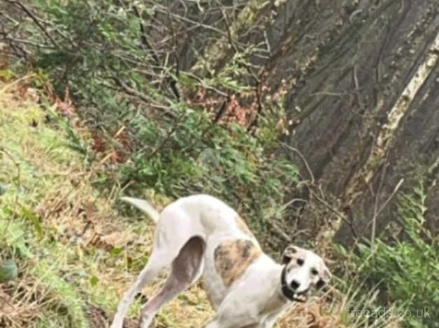 Saluki greyhound female for sale in Scunthorpe, Lincolnshire