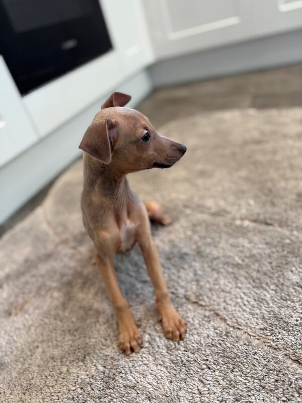Stunning Italian greyhounds for sale in Bexleyheath, Greater London