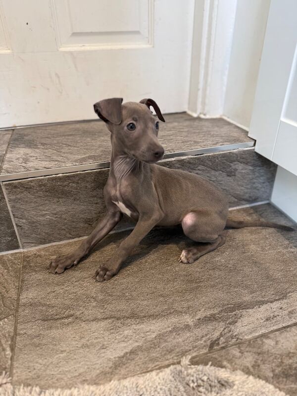 Stunning Italian greyhounds for sale in Bexleyheath, Greater London | Image 2