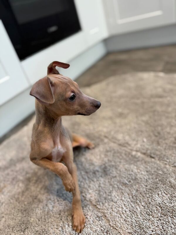 Stunning Italian greyhounds for sale in Bexleyheath, Greater London | Image 3