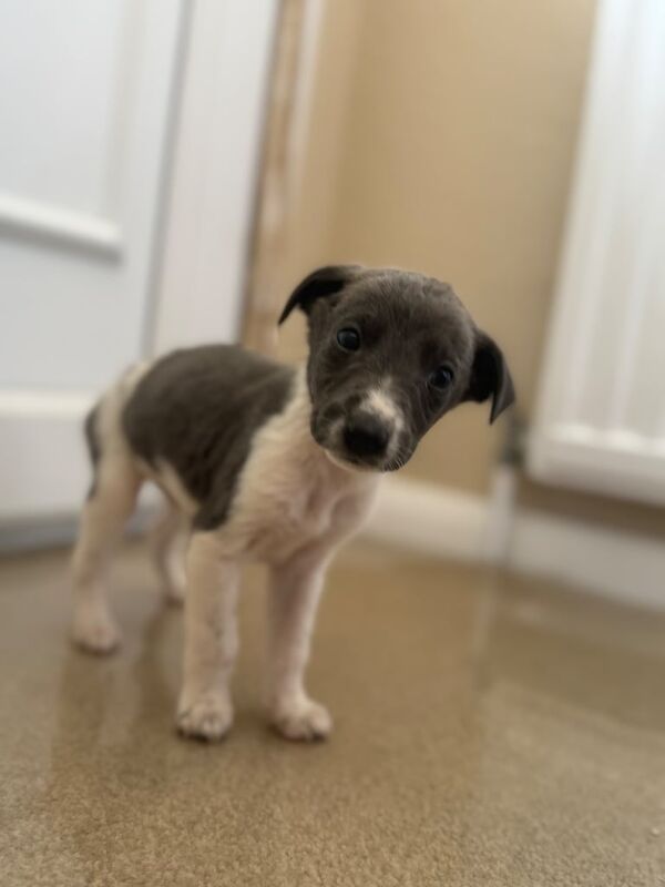 Greyhound puppies for sale in Aylesford, Kent – KC registered, 7 weeks old - Image 2 of 3