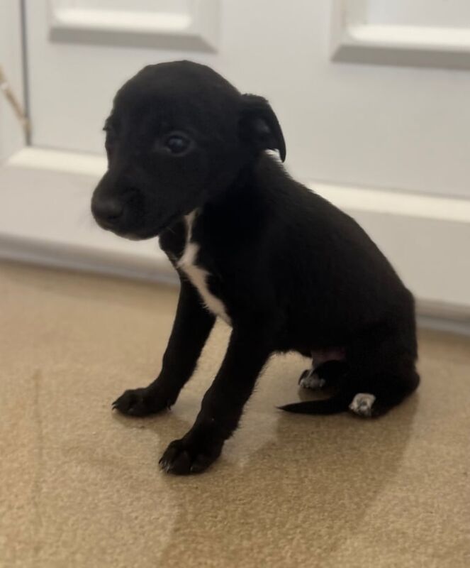 Greyhound puppies for sale in Aylesford, Kent – KC registered, 7 weeks old - Image 3 of 3