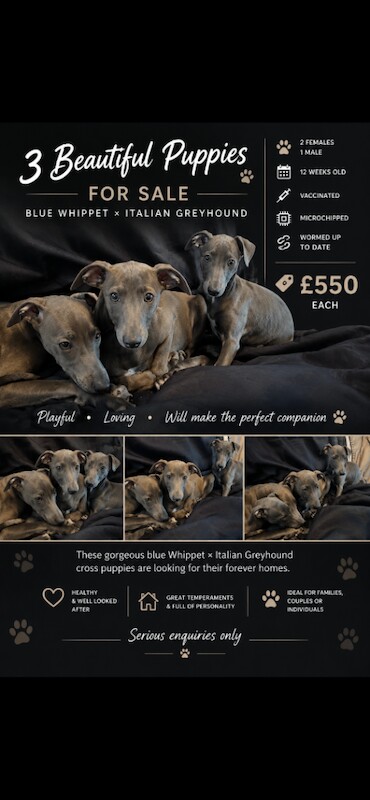 Greyhound Puppies For Sale Under £1,000